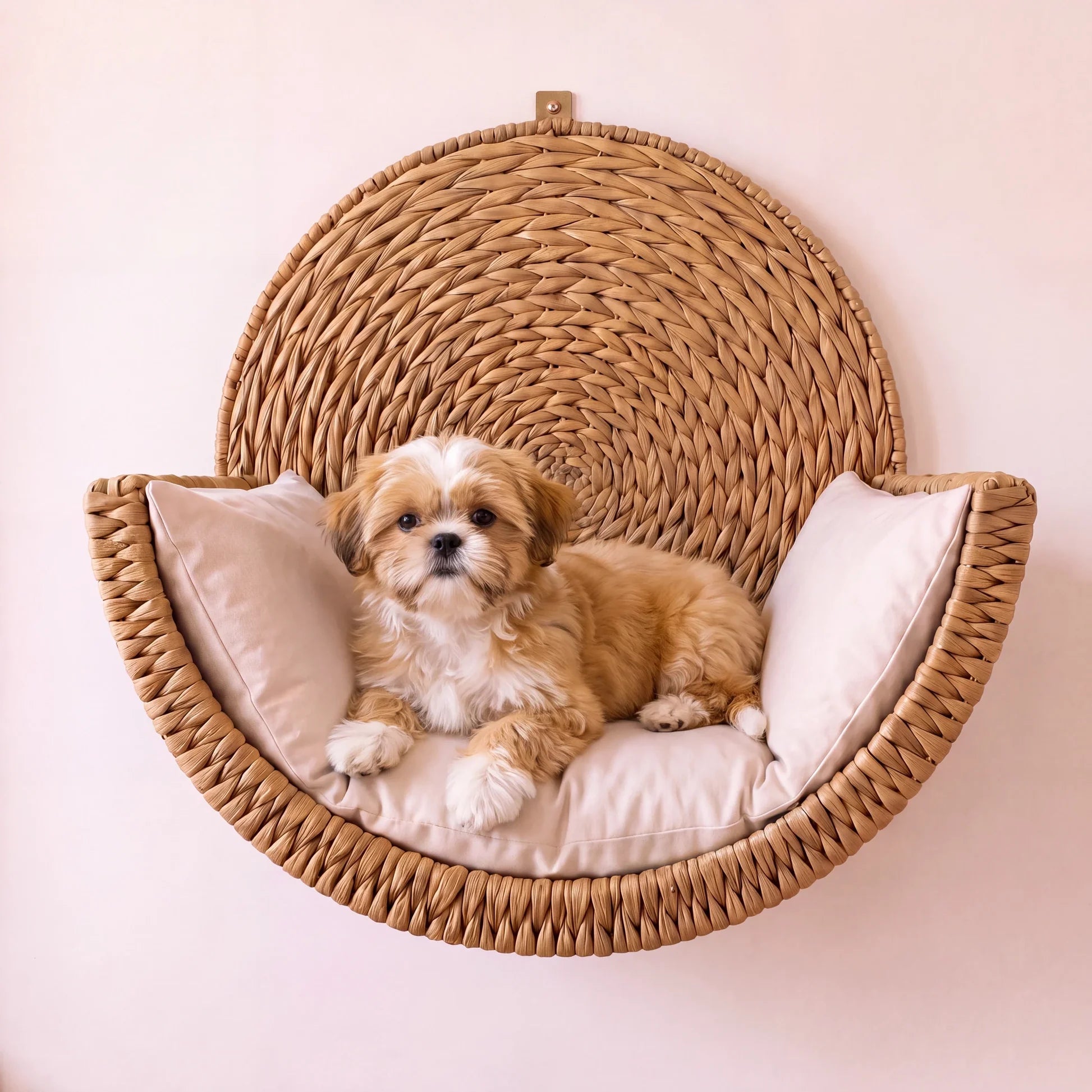 Dog resting in the Nest
